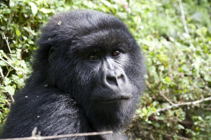 Górilla í Virunga fjöllunum í Rwanda